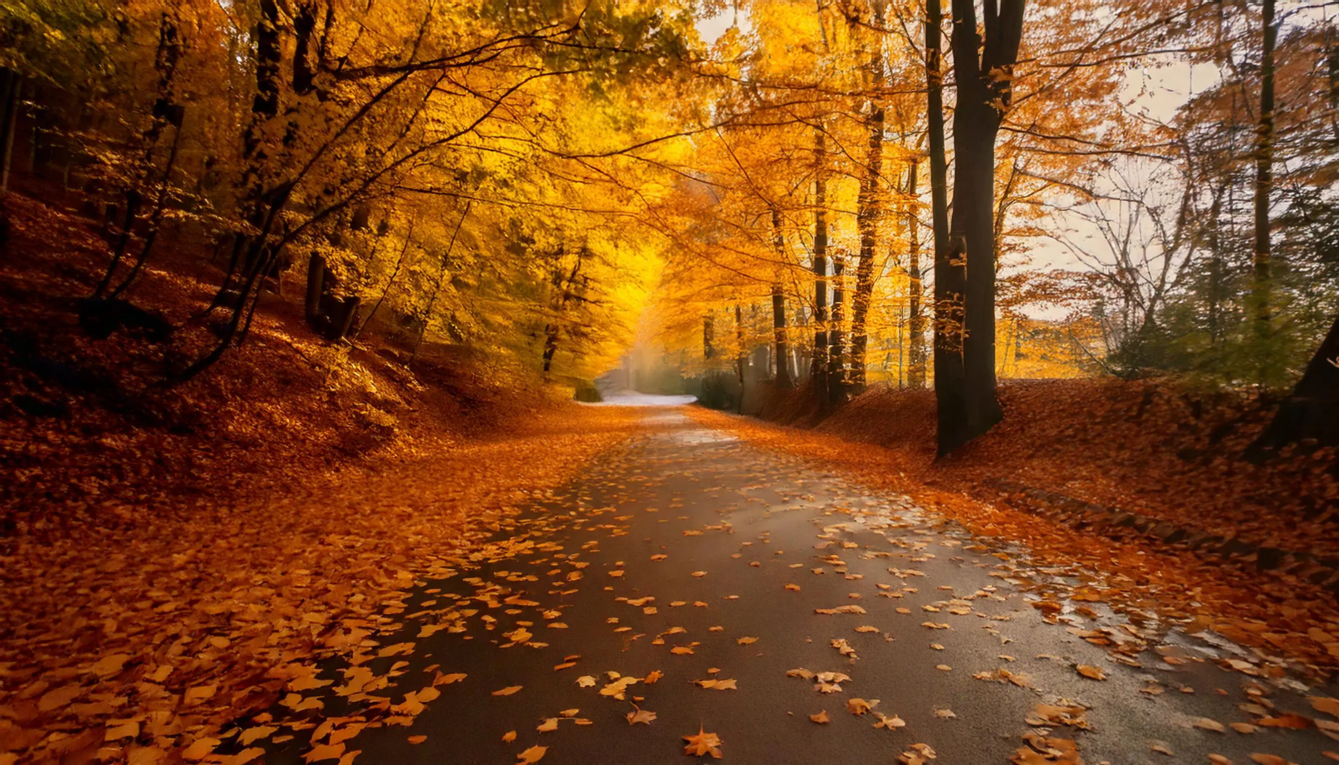 Perché le foglie cambiano colore in autunno?