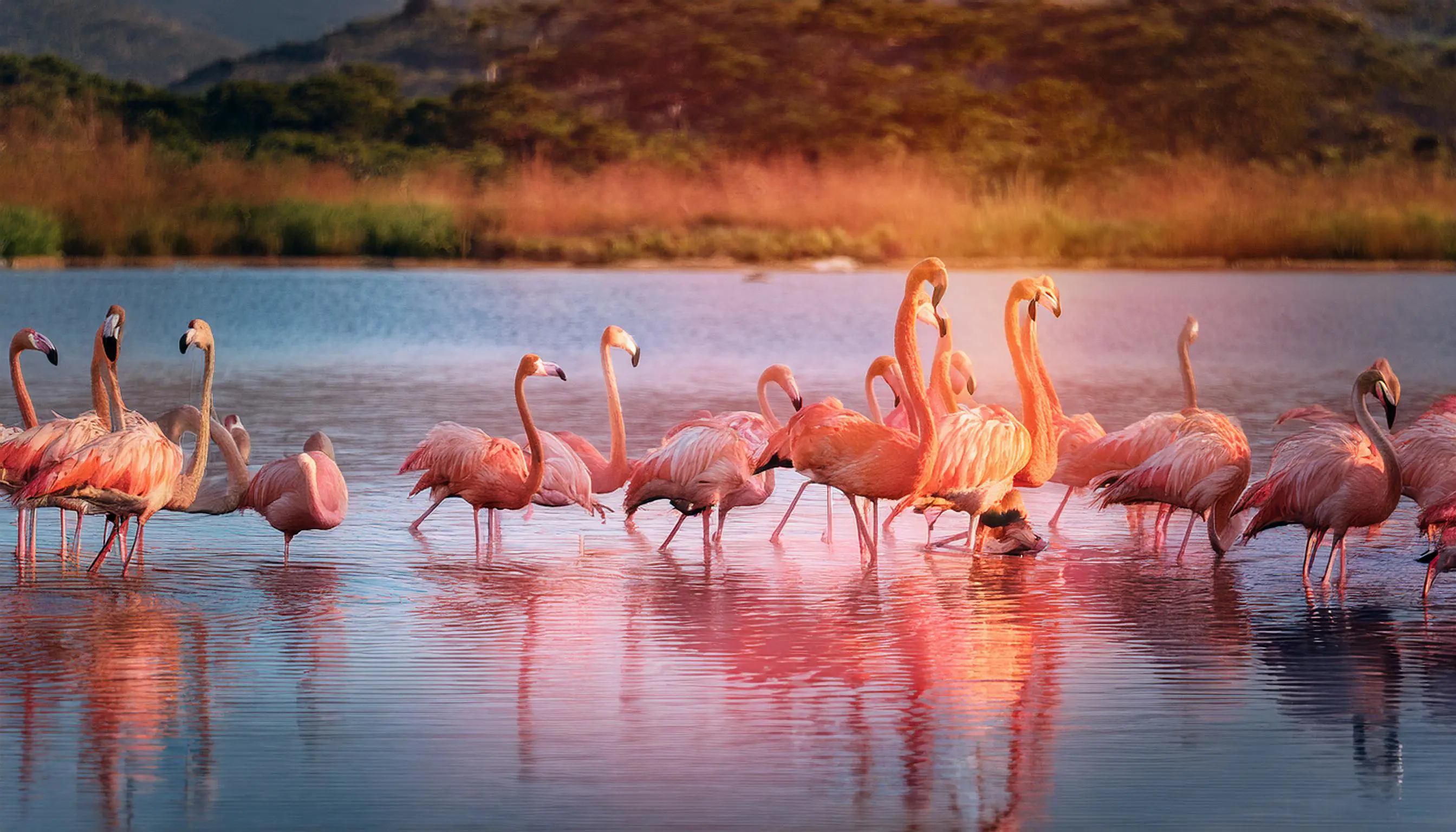 Perché i fenicotteri sono rosa?