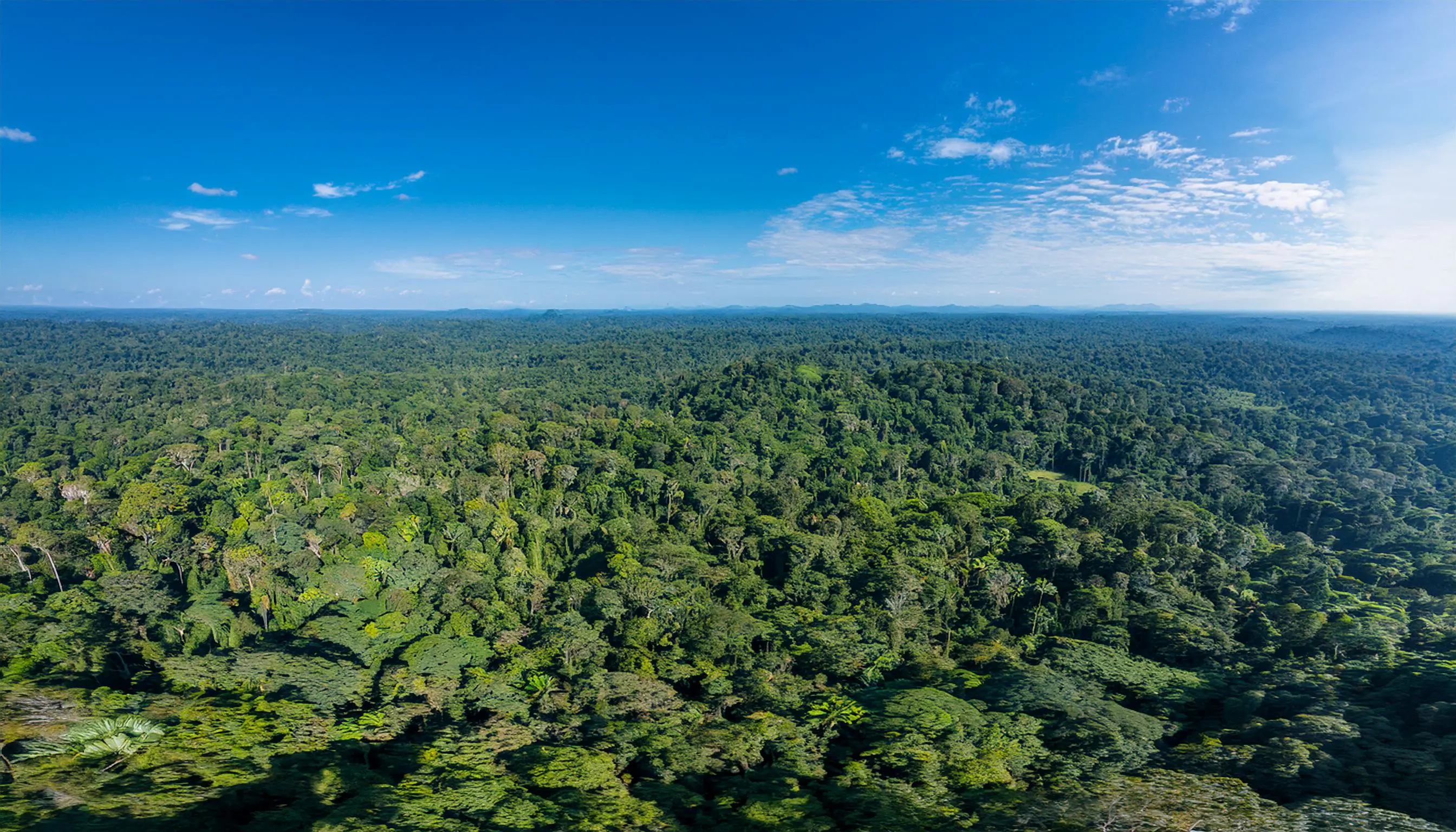 Perché le foreste sono polmoni verdi?