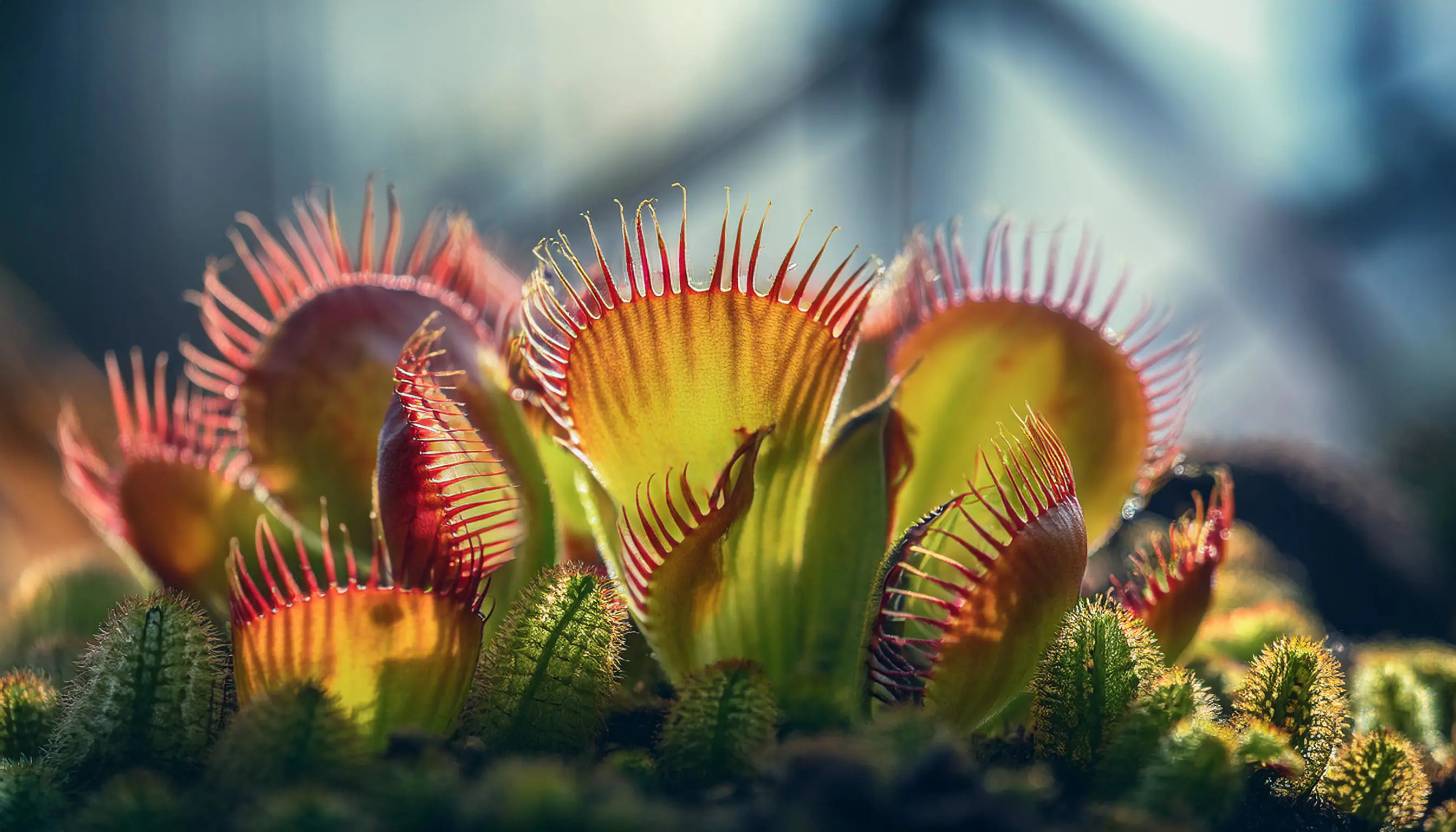 Perché le piante carnivore mangiano insetti?