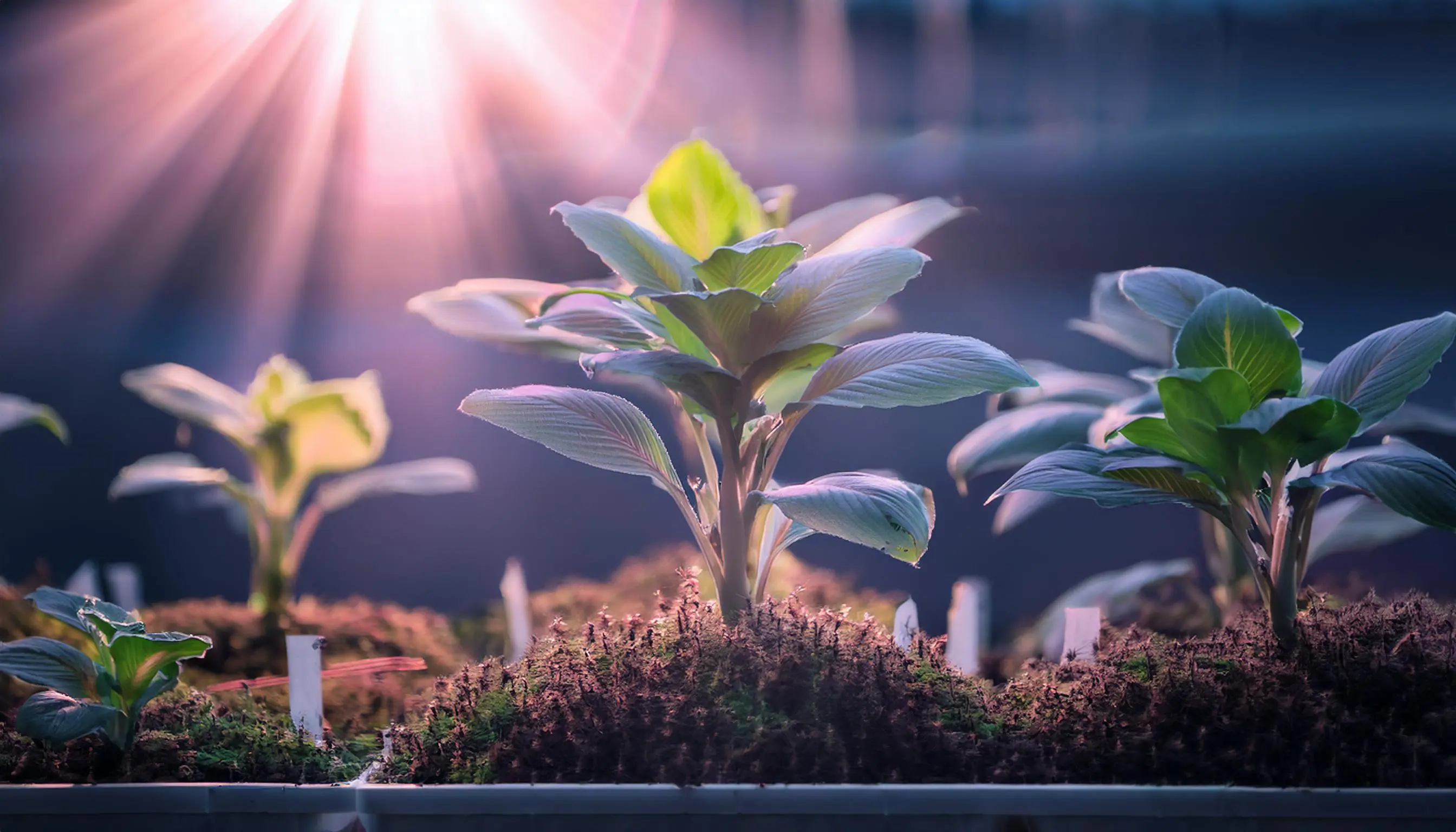 Perché le piante crescono verso la luce?